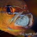 cardinalfish_goldbelly_bhr_tam_h_0261_bal6103.jpg